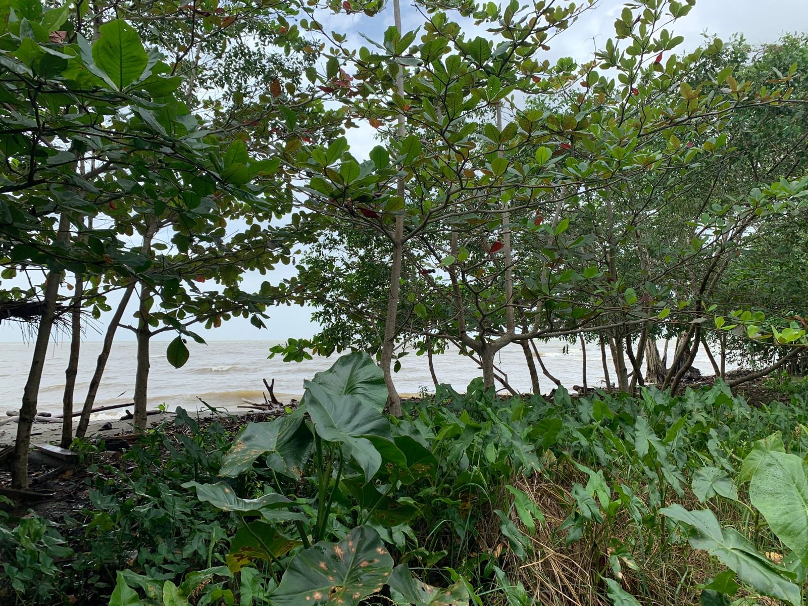 Lote Con Playa Frutales