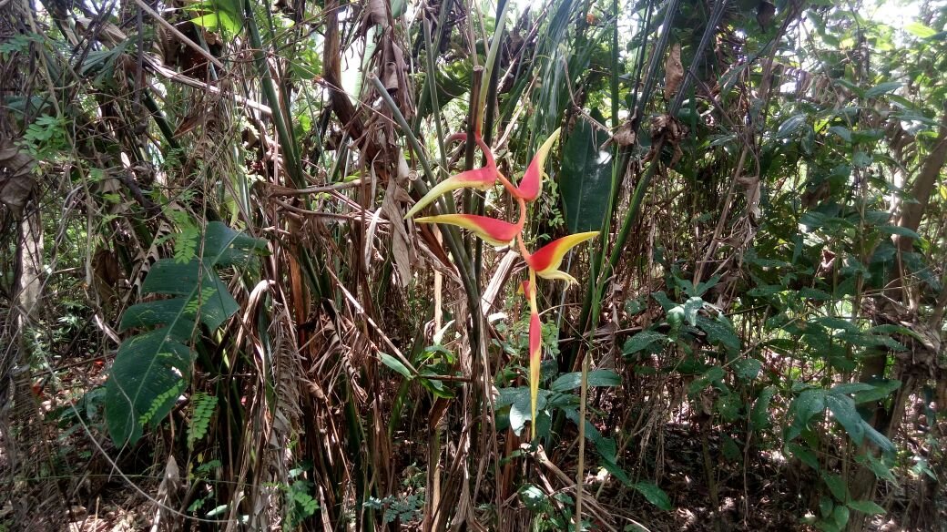 Lote Con Playa Heliconias