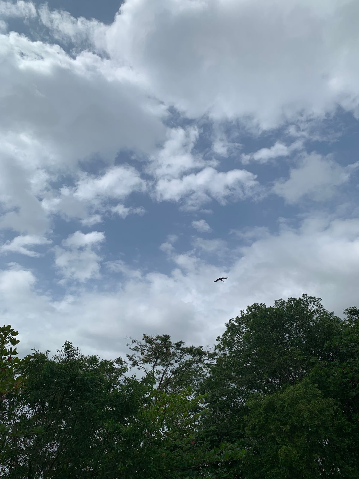 lote-con-playa-naturaleza