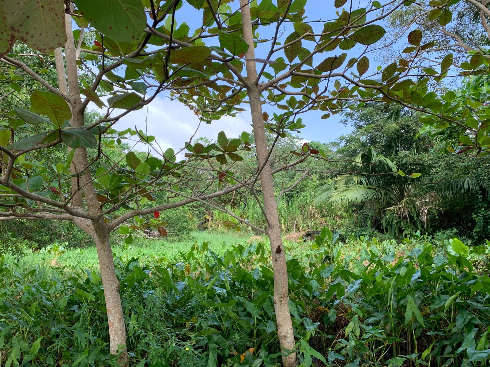 Lote Con Playa Naturaleza