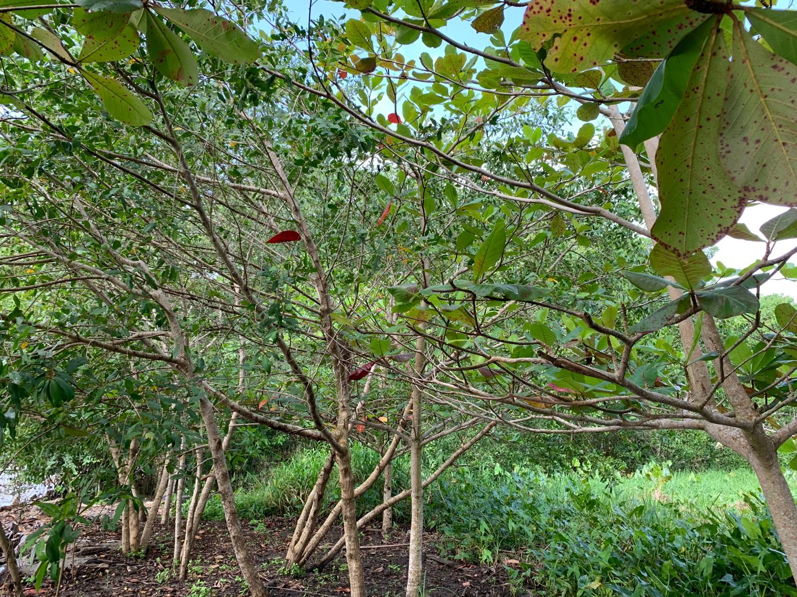 Lote Con Playa Naturaleza 2|