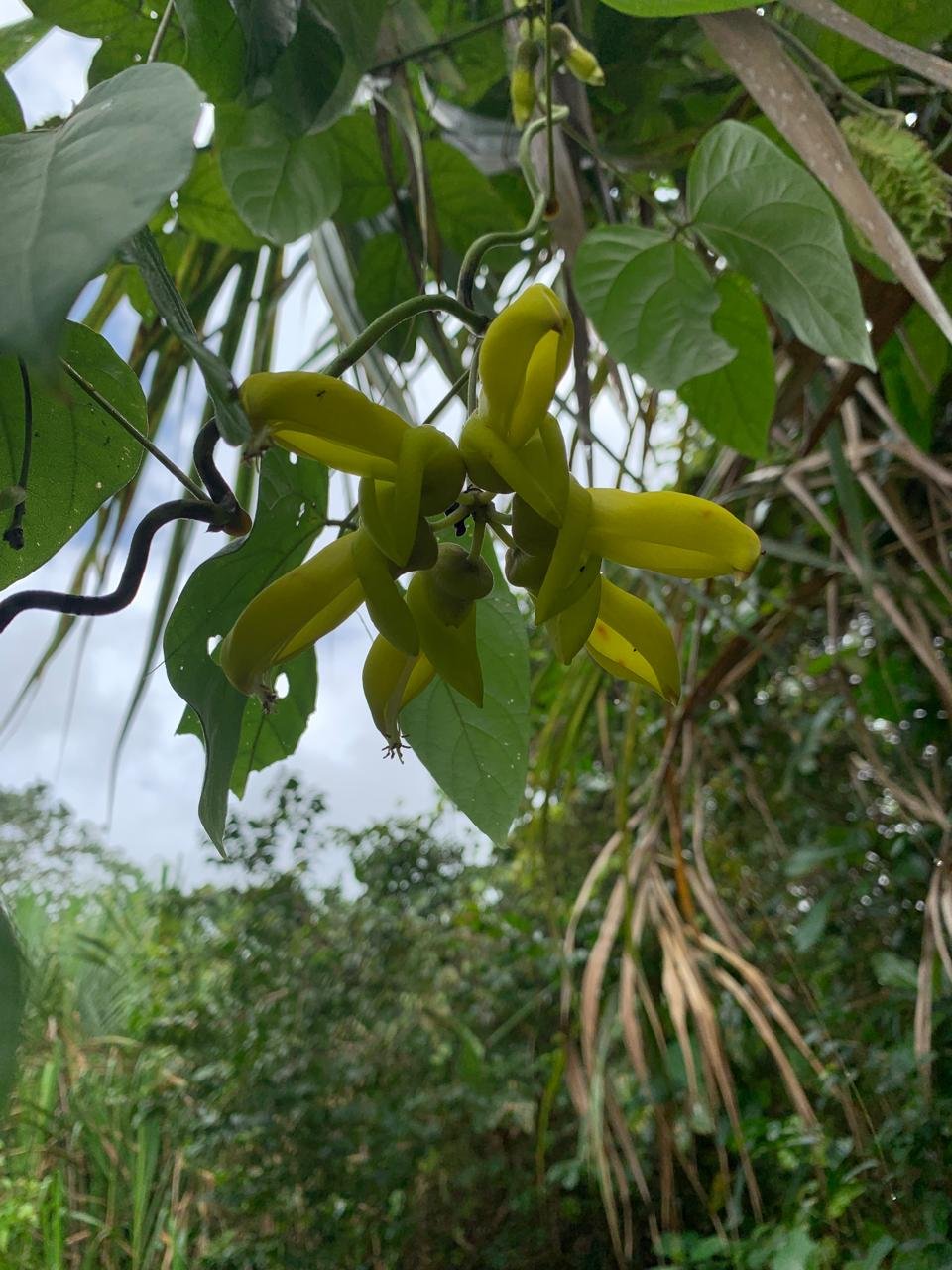 Lote Con Playa Naturaleza 3